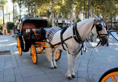 bir at arabası
