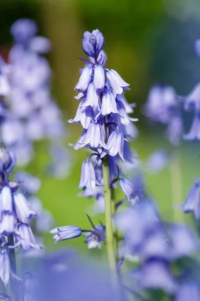 Blauglocken Blume Nahaufnahme — Stockfoto