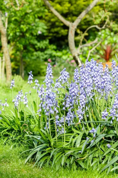 Bluebells puutarhassa — kuvapankkivalokuva