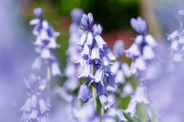 Bluebell flores closeup — Fotografia de Stock