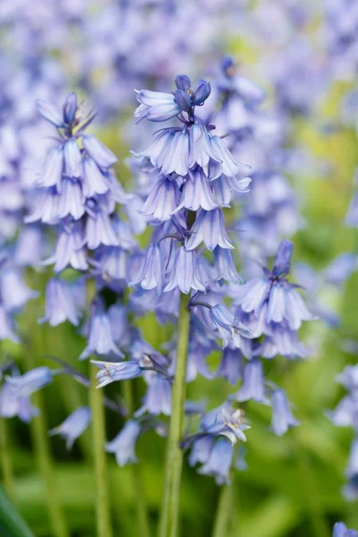 Closeup de Bluebells — Fotografia de Stock