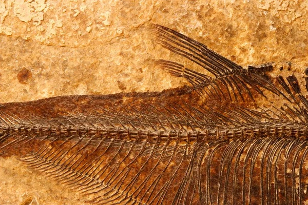 Primer plano de los peces fósiles — Foto de Stock