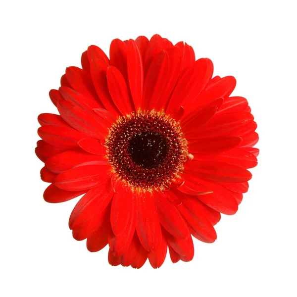 Flor de gerbera vermelha — Fotografia de Stock