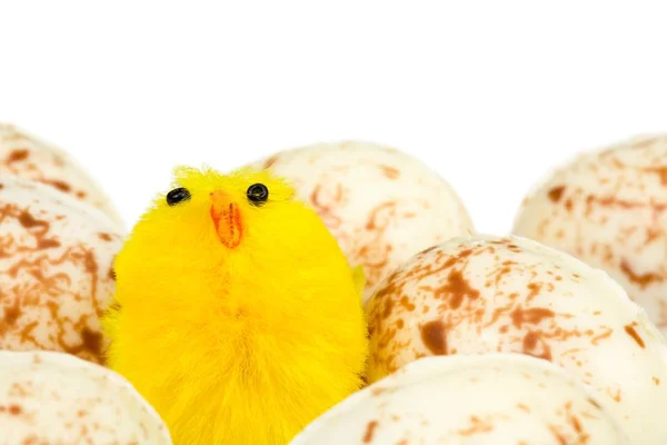 Easter chick and eggs — Stock Photo, Image