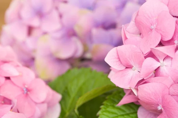 Cabeças de flores de hortênsia rosa — Fotografia de Stock