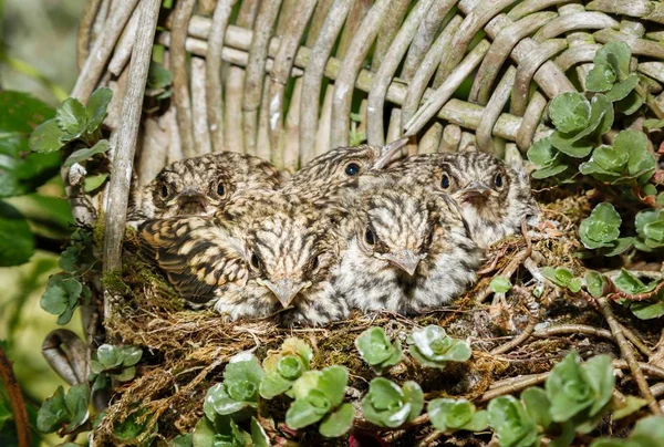 Spotted flycatcher baby birds in nest — Stock Photo, Image