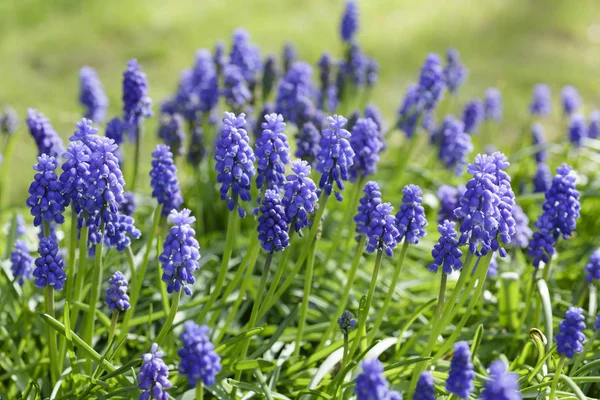 Muscari armeniacum grape hyacinth — Stock Photo, Image