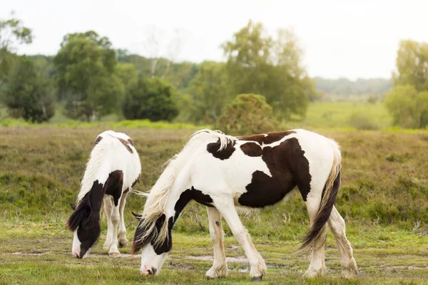 Nuovi pony della foresta al pascolo — Foto Stock