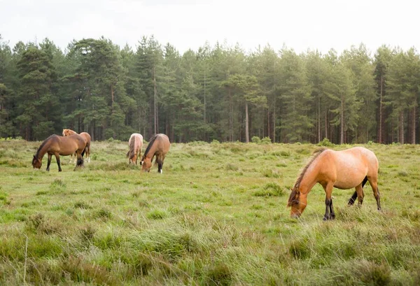 Ponies grazing in the New Forest — Stock Photo, Image