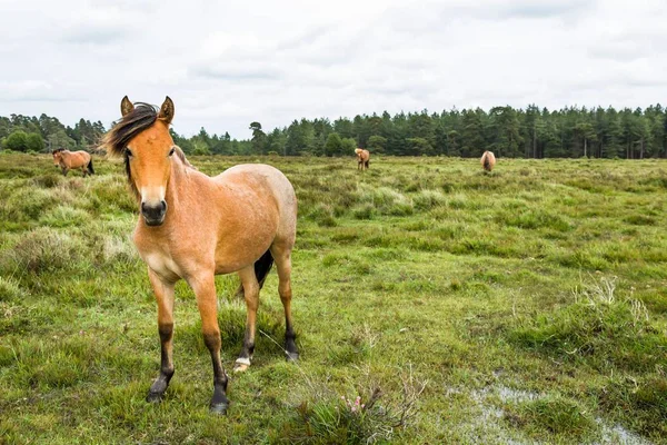 New Forest ponies