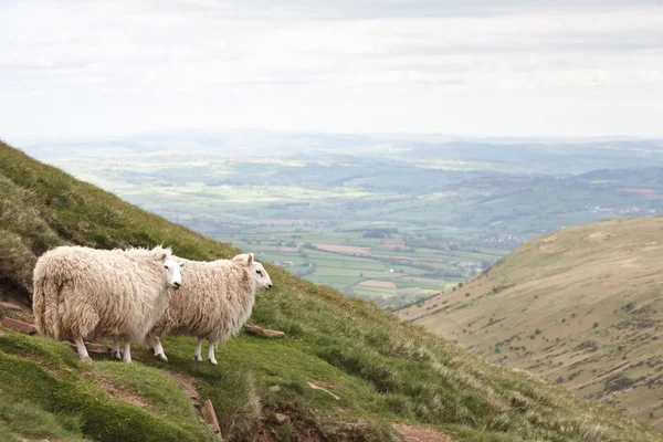 Sheep in Wales — Stock Photo, Image