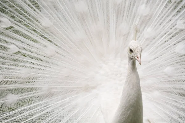 Penas de pavão branco — Fotografia de Stock