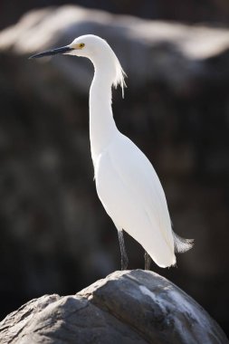 büyük beyaz balıkçıl