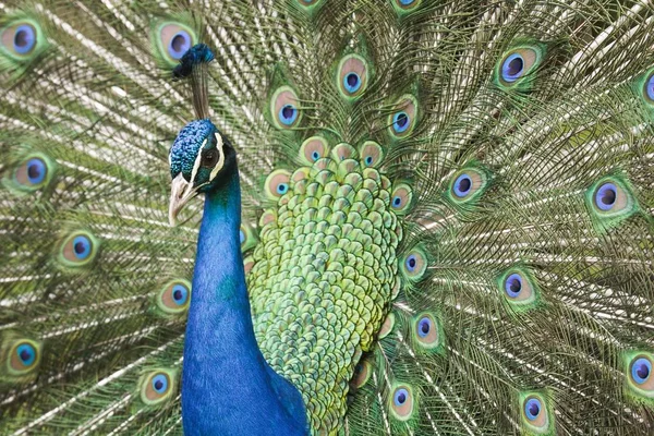 Pavão e cauda — Fotografia de Stock