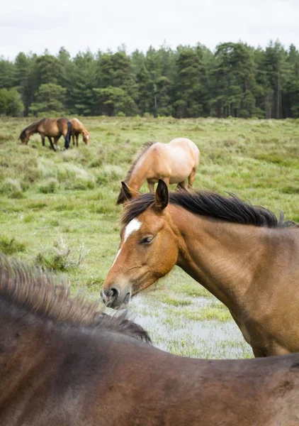 New Forest ponies herd — Stock Photo, Image