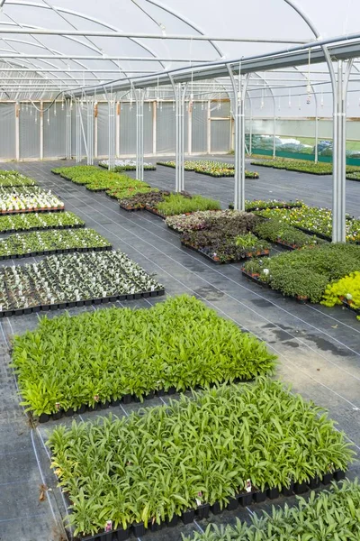 Plántulas de plantas en invernadero de vivero —  Fotos de Stock