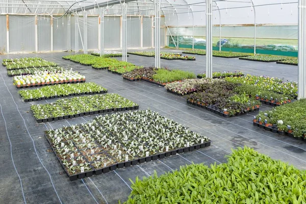 Plantas que crecen dentro del invernadero de vivero —  Fotos de Stock