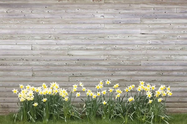 Daffodils την άνοιξη αυξάνεται σε ένα ξύλινο υπόβαθρο — Φωτογραφία Αρχείου