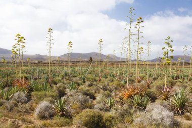 Agave bitkileriyle Fuerteventura manzarası