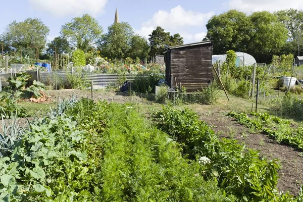 Allotments, community gardens — Stock Photo, Image