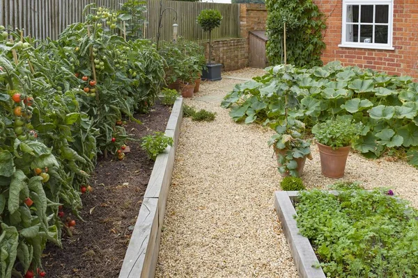 Groenten verbouwen in een moestuin — Stockfoto