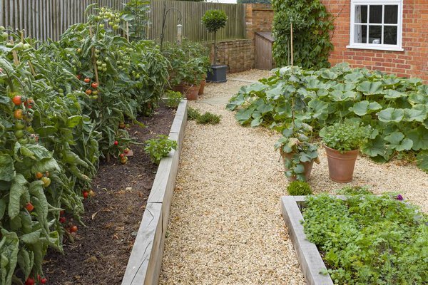 Growing vegetables in a kitchen garden