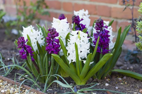 Spring hyacinths purple and white — Stock Photo, Image