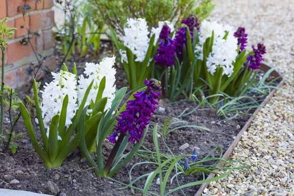 Hyacint blommor i rabatten — Stockfoto