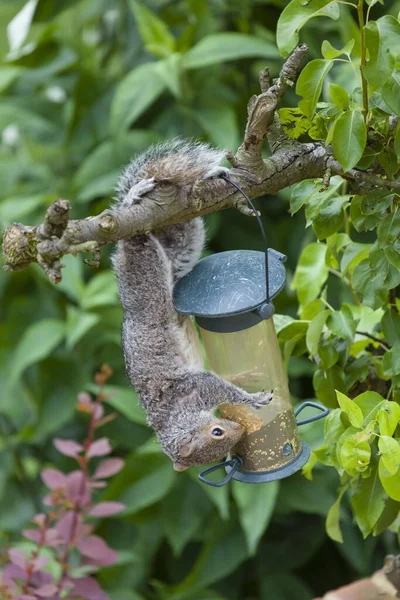 Esquilo cinzento comendo em um jardim — Fotografia de Stock