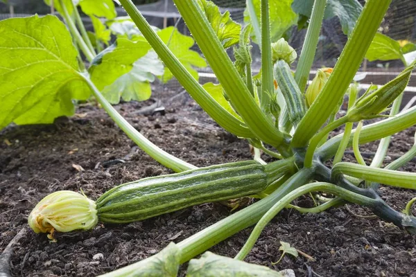 Courgette Romanesco kesäkurpitsa kasvi — kuvapankkivalokuva