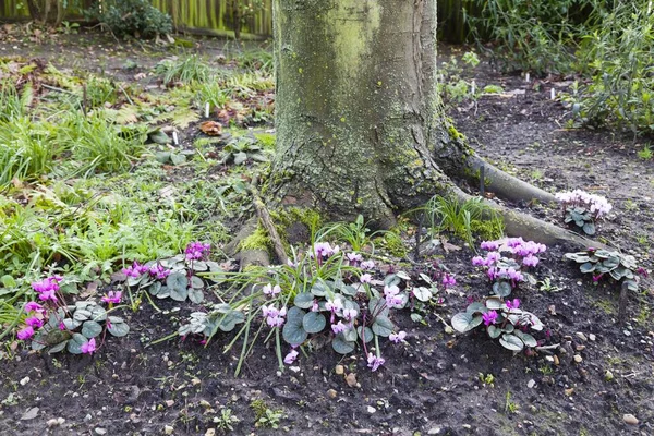 Cyclamen coum flores en invierno — Foto de Stock
