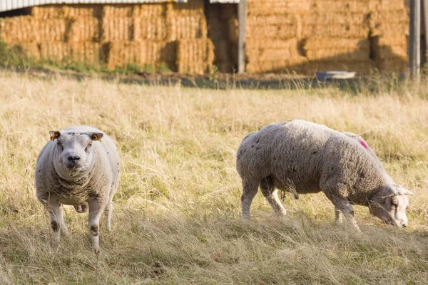 绵羊或公羊 在英国田野里放牧的农场动物 — 图库照片