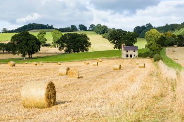 İngiltere 'nin Shropshire kentindeki çiftlikte dairesel saman balyaları veya rulo saman.