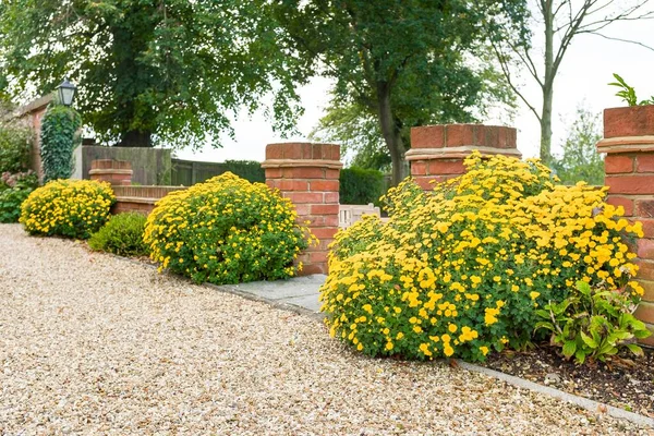 Chrysanthemum Perennial Plants Витривалі Мами Жовтими Квітами Англійському Садовому Кордоні — стокове фото