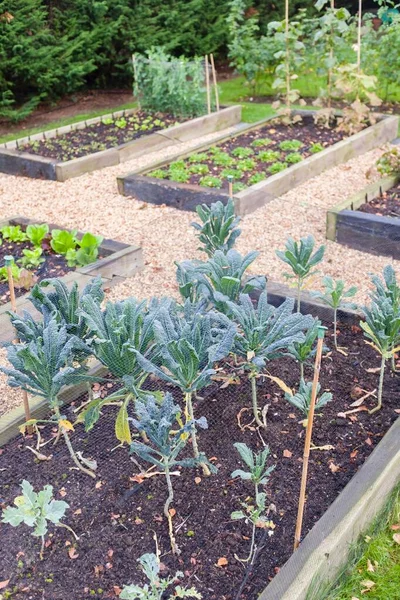 Овощной Сад Поднятыми Кроватями Осенью Kale Brassica Growing Foreground — стоковое фото