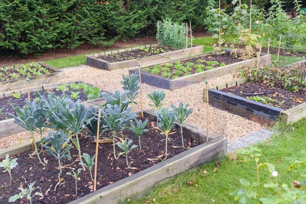 Gemüsegarten Hochbeete Aus Holzschwellen Grünkohl Brassica Wächst Vordergrund Großbritannien — Stockfoto