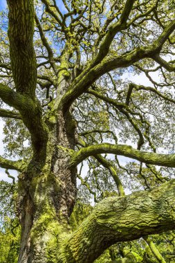 Yosun kaplı yaşlı bir ağacın yakınına.