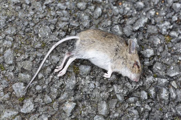 Ratón Campo Muerto Tirado Suelo Aire Libre —  Fotos de Stock