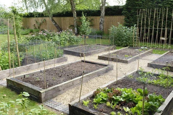 Овощной Сад Выращивание Овощей Заднем Дворе Англии Великобритания — стоковое фото