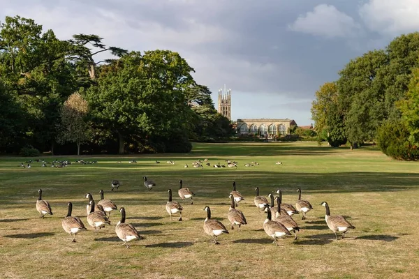 Flock Canada Geese Grounds Warwick Castle Gardens Warwickshire Marys Church — Stock Photo, Image