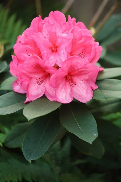 Pembe Rhododendron Çiçeği Yakın Plan Ngiltere Bir Bahçede Yemyeşil Bir — Stok fotoğraf