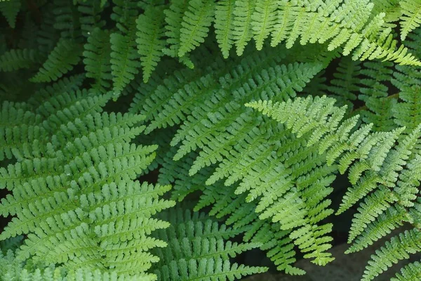 Nahaufnahme Von Waldfarn Dryopteris Felix Mas Blätter Einem Garten Großbritannien — Stockfoto