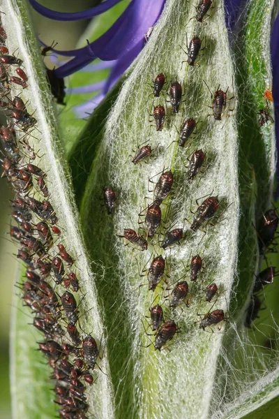 Lähikuva Kirvoja Blackfly Aphididae Mahdollisesti Aphis Gossypii Imee Lehtiä Yhdistyneen — kuvapankkivalokuva
