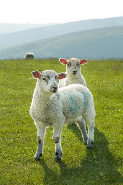 Jagnięta Polu Hodowla Owiec Peak District Derbyshire — Zdjęcie stockowe