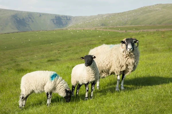 Ewe Her Lambs Field Ewe Farming Peak District Derbyshire — 图库照片