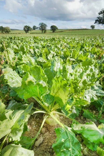 Zuckerrübengemüse Wächst Auf Einem Feld Für Tierfutter Auf Ackerland Shropshire — Stockfoto