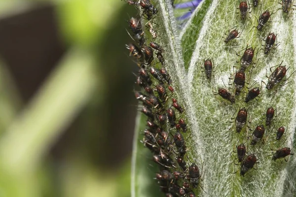 Aphids Closeup Blackfly Aphididae Possibly Aphis Gossypii Sucking Leaf Garden — Stock Photo, Image