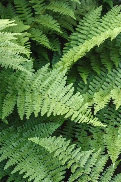 Farnblätter Farne Detail Von Grünem Laub Einem Britischen Garten Waldfarn — Stockfoto
