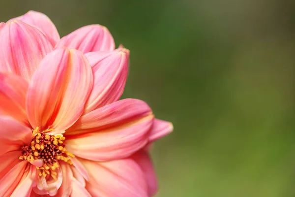 Różowa Dahlia Tło Lub Wzór Karty Kwiatowej Nadaje Się Stosowania — Zdjęcie stockowe