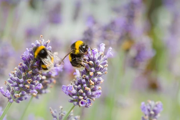 Bumble Bees Pollinating Lavender Lavandula Angustifolia Flowers Insect Pollination Summer — Stock Photo, Image